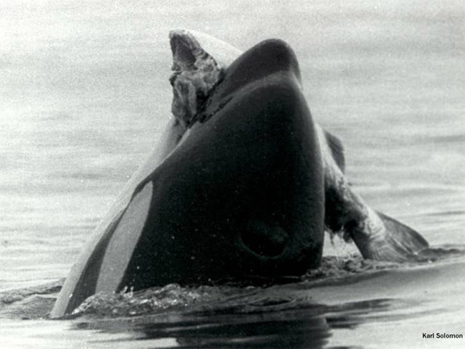 Feeding - Killer whale